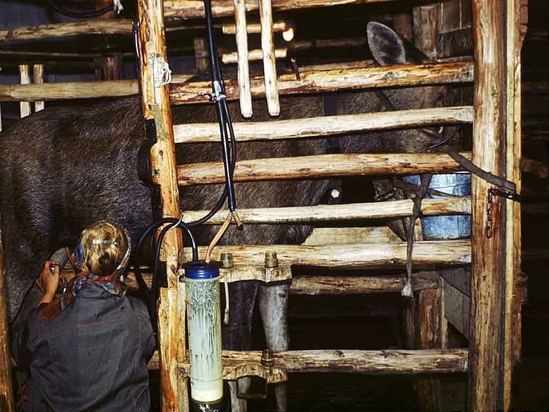 File:Moose-Machine-Milking-ss87-810.jpg