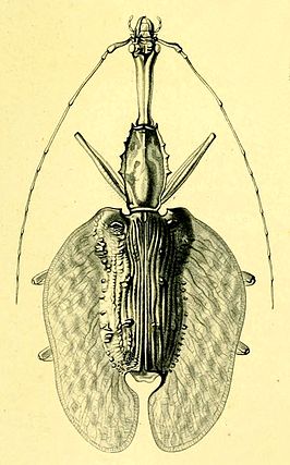 Mormolyce hagenbachi