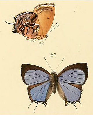 <i>Mota</i> (butterfly) Monotypic butterfly genus in family Lycaenidae