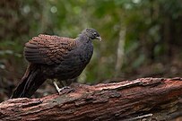 Mountain Peacock-Pheasant.jpg