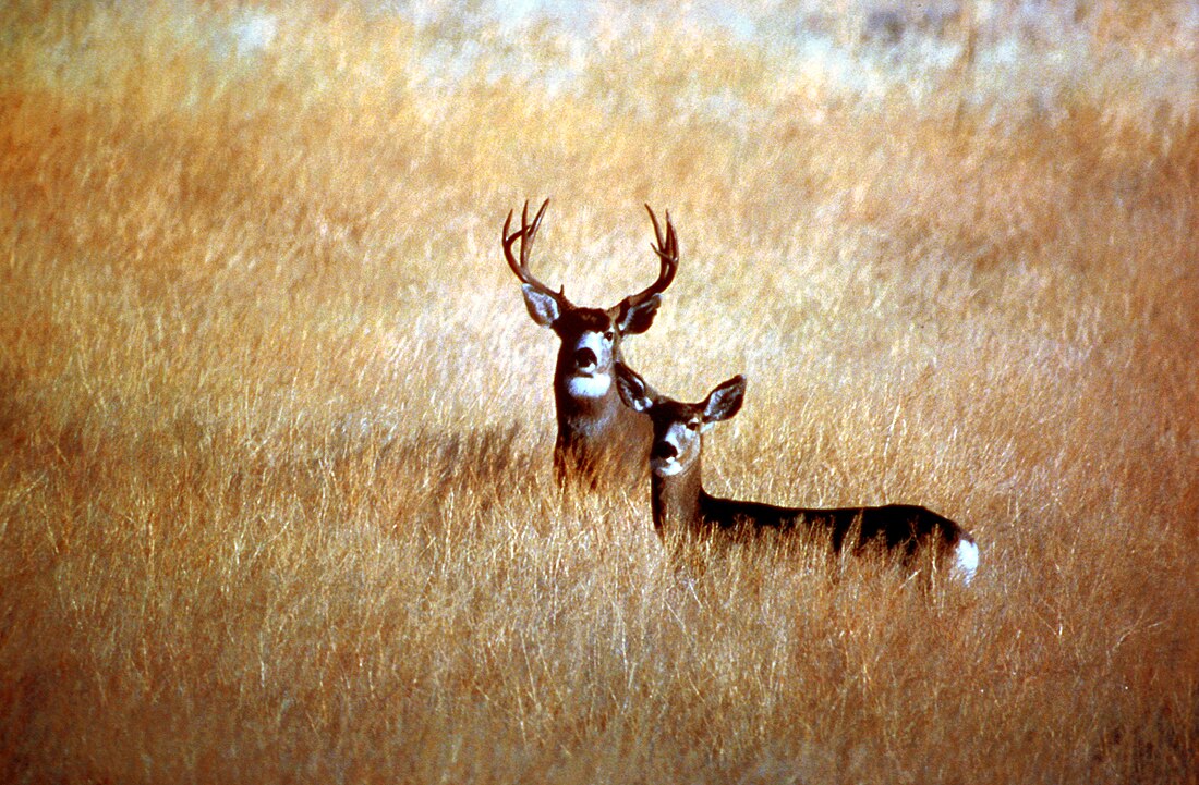 Odocoileus hemionus