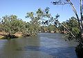Rukavac rijeke Murray u blizini Howlonga, Novi Južni Wales Grana