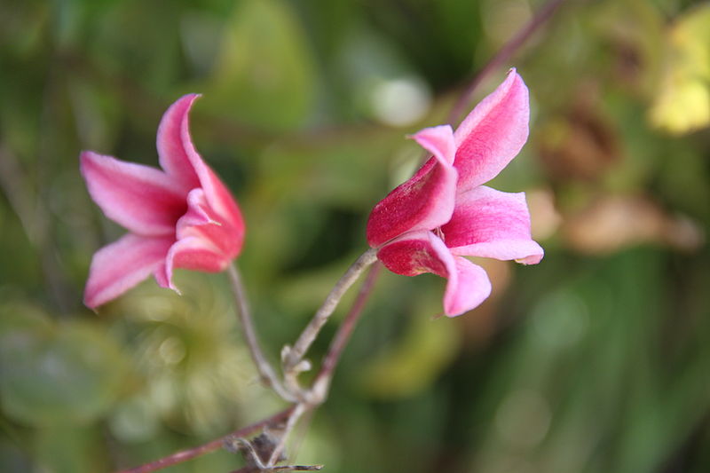 File:Musée de l'École de Nancy garden flower 4.jpg