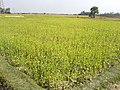 Mustadrd cultivation in Ramkrisnapur