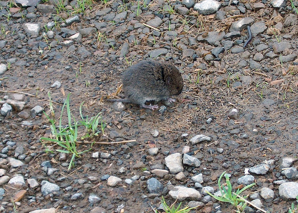 The average adult size of a Western red-backed vole is  (0' 4