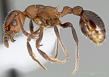 Myrmica Rugiventris casent0005704 profile 1.jpg