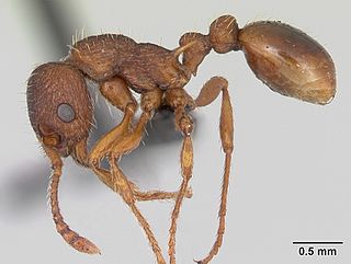 <i>Myrmica specioides</i> Species of ant