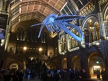 Whale skeleton, nicknamed Hope, in the Hintze Hall NHM Whale.jpg