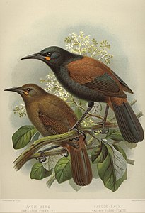 Nouvelle-Zélande Saddlebacks.jpg