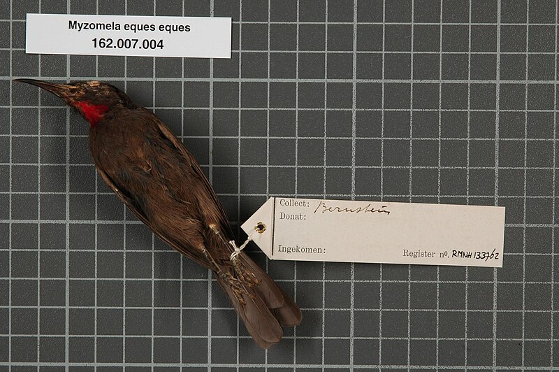 File:Naturalis Biodiversity Center - RMNH.AVES.133762 2 - Myzomela eques eques (Lesson & Garnot, 1827) - Meliphagidae - bird skin specimen.jpeg