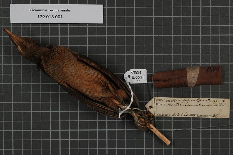 File:Naturalis Biodiversity Center - RMNH.AVES.140928 2 - Cicinnurus regius similis Stresemann, 1922 - Paradisaeidae - bird skin specimen.jpeg