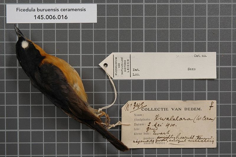 File:Naturalis Biodiversity Center - RMNH.AVES.14819 1 - Ficedula buruensis ceramensis (Ogilvie-Grant, 1910) - Muscicapidae - bird skin specimen.jpeg