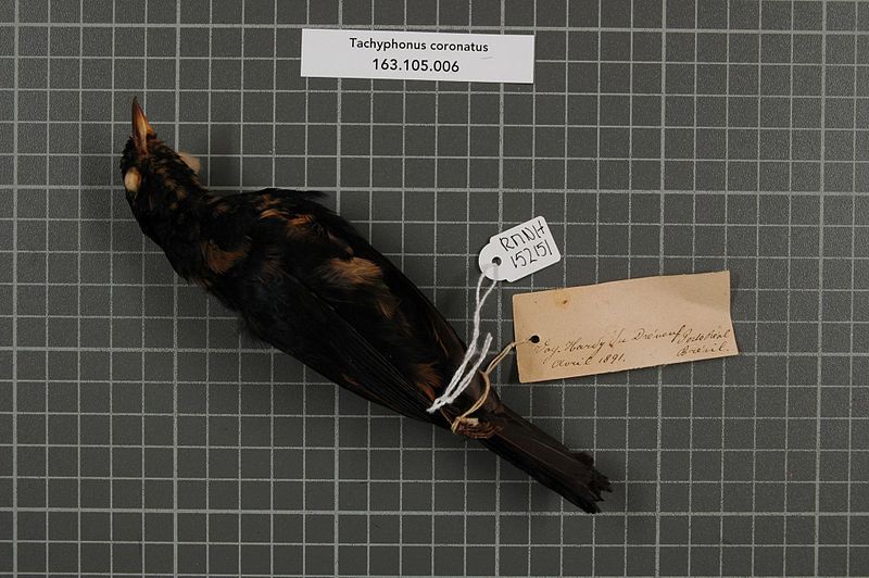 File:Naturalis Biodiversity Center - RMNH.AVES.152151 1 - Tachyphonus coronatus (Vieillot, 1822) - Emberizidae - bird skin specimen.jpeg