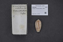 Naturalis bioxilma-xillik markazi - RMNH.MOL.217386 - Pterygia undulosa (Reeve, 1844) - Mitridae - Mollusc shell.jpeg