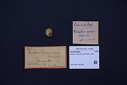 Naturalis Biodiversity Center - ZMA.MOLL.397887 - Rachis comorensis Morelet, 1881 - Cerastidae - Mollusc shell.jpeg