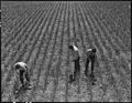 Near San Lorenzo, California. "Victory Corps" weeding garlic field. Thirty-seven high school boys . . . - NARA - 537537.jpg