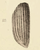 Amara paleomelas
(1890 illustration) Nebria paleomelas Scudder 1890 pl2 Fig20.png
