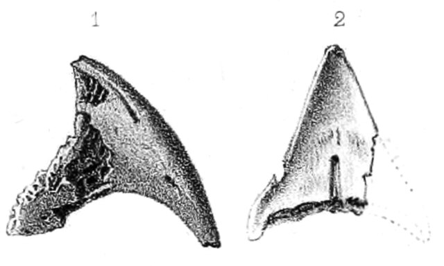 Holotype upper beak, 1867