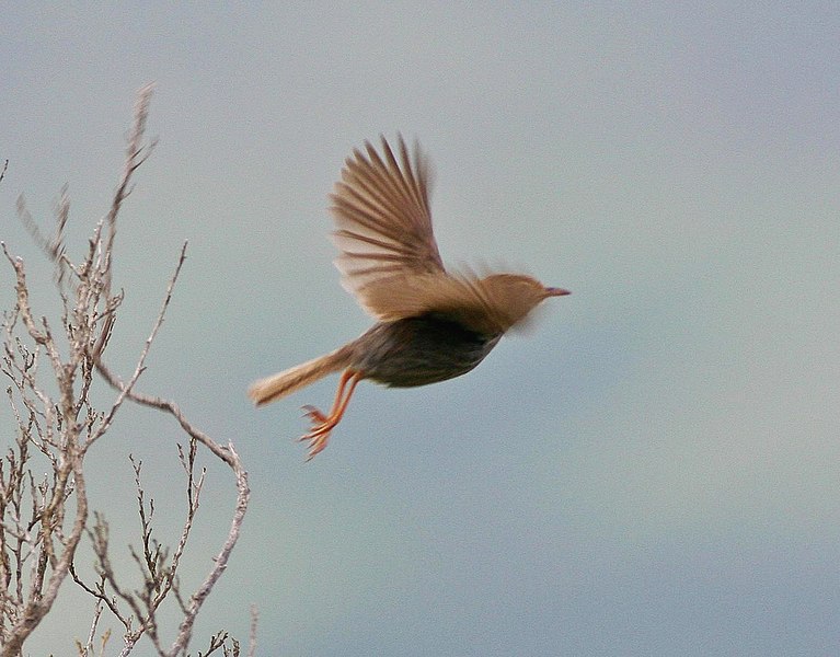 File:Neddicky (Cisticola fulvicapillus) in flight.jpg