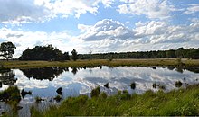 Heath at Neterselse Heide Neterselse heide 3.jpg