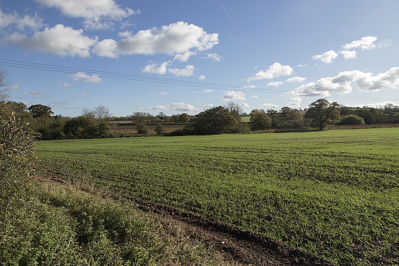 File:New growth in the field - geograph.org.uk - 5580792.jpg