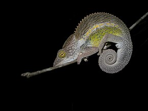 Descrição da imagem Nicosia's Chameleon (Furcifer nicosiae), Kirindy Forest, Madagascar.jpg.