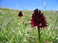 Nigritella rhellicani dans les alpages du Mont Margériaz en Savoie.