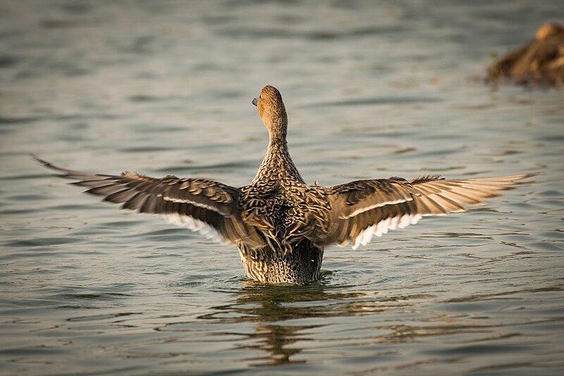 File:Northern Pintail (Female).jpg