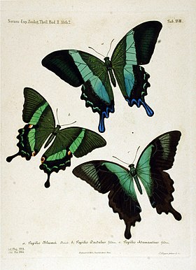 A borboleta à esquerda é uma Ilustração de P. palinurus, em vista superior, retirada do livro Reise der Österreichischen Fregatte Novara um die Erde in den Jahren 1857, 1858, 1859 unter den Befehlen des Commodore B. von Wüllerstorf-Urbair. (1864).[1] As outras duas são P. blumei (acima) e P. peranthus (abaixo).