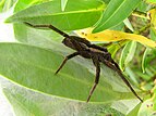 Nursery web spider (Dolomedes minor)