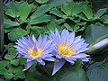 Nymphaea 'Pamela'