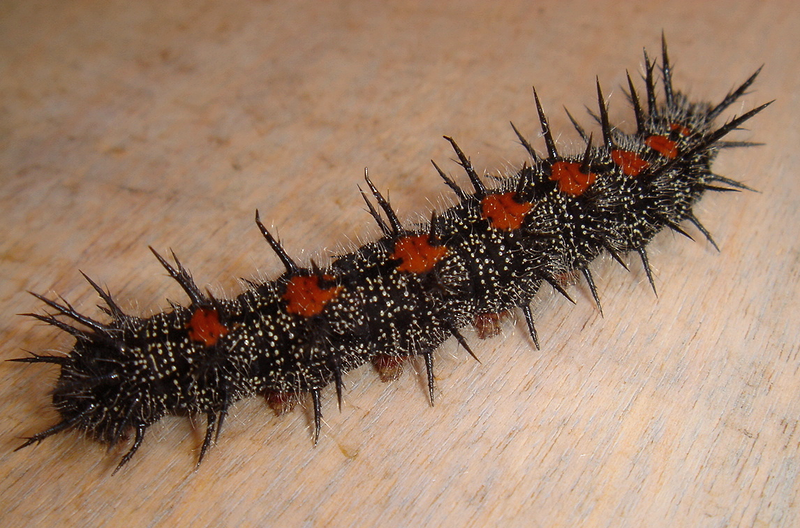 File:Nymphalis-antiopa-caterpillar.png