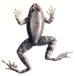 <span class="mw-page-title-main">Seep frog</span> Species of amphibian