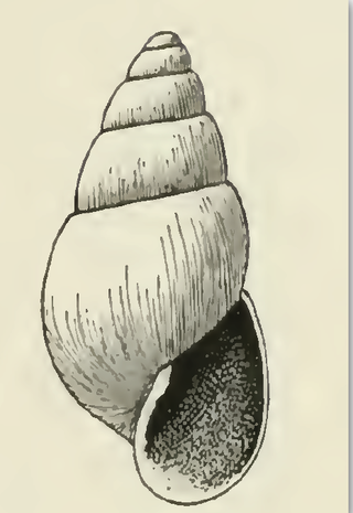 <i>Odostomia quadrae</i> Species of gastropod