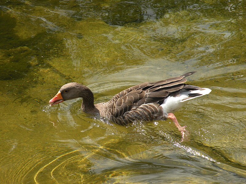 File:Oiseau inconnu 1 Londres 2009.jpg