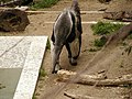 Oji zoo, Kobe, Japan (31940560).jpg