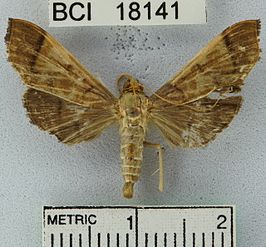 Omiodes confusalis