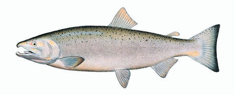 File:Oncorhynchus keta.jpeg