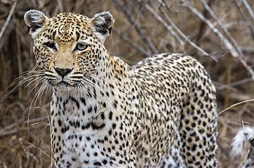 'n eenoog-luiperd in die Krugerwildtuin, Suid-Afrika.