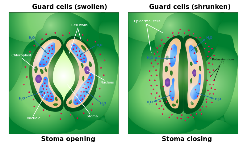 File:Opening and Closing of Stoma.svg