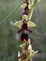 Ophrys insectifera