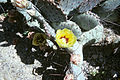 Opuntia compressa macrorhiza