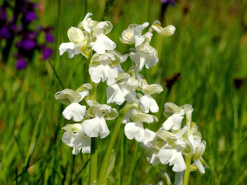 File:Orchis morio alba Saarland 24.jpg