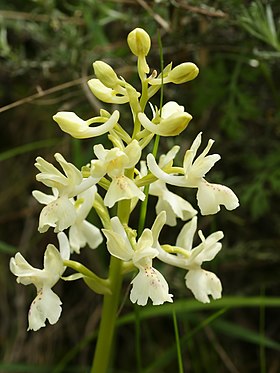  HOA GIEO TỨ TUYỆT - Page 51 280px-Orchis_provincialis_%28flower_spike%29