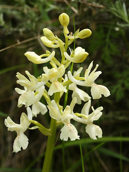 File:Orchis provincialis (flower spike).jpg