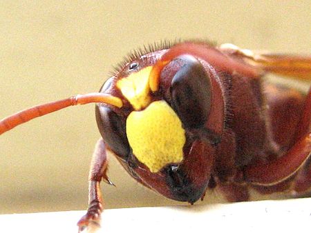 Tập_tin:Oriental_Wasp_-_Face.jpg