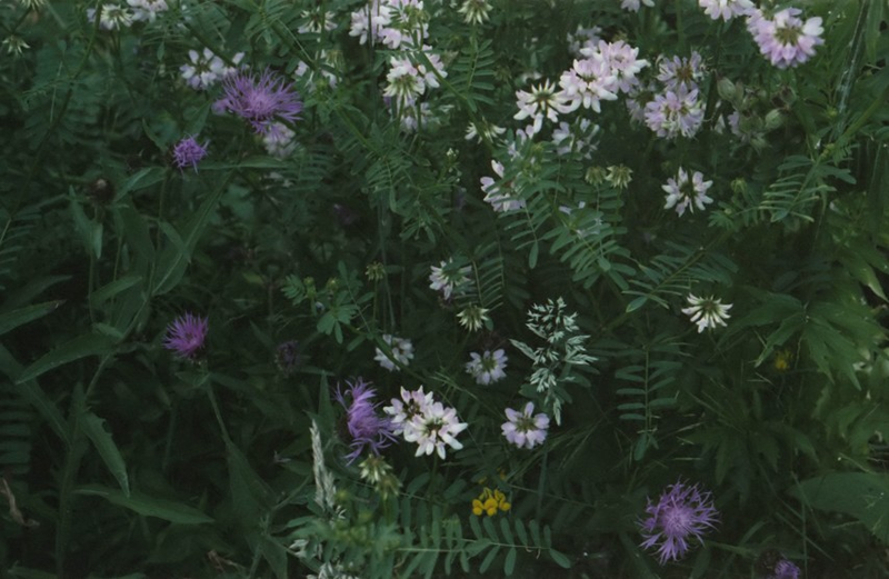 File:Ossenbeemd Zomeravond bloemen 0506.png