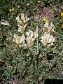 Oxytropis campestris subsp. campestris