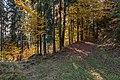 English: Autumnal beeches at the forest road Deutsch: Herbstliche Buchen an der Forststraße