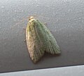 Tortrix viridana